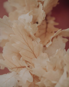 crown dried flowers