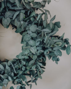 crown eucalyptus