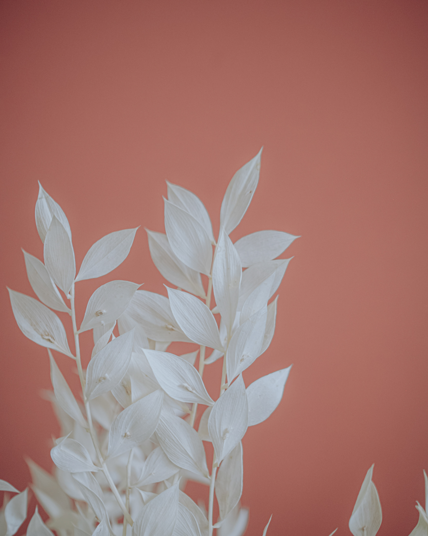 Fleurs séchées Ruscus blanc | Reflets fleurs | Scénographe floral