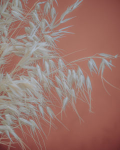 decoration dried flowers pampa