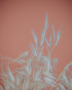 decoration dried flowers pampa