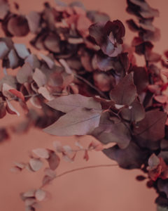 décoration fleurs séchées eucalyptus