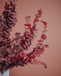 eucalyptus dried flowers decoration