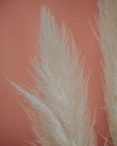 decoration dried flowers pampa