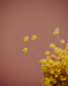 decoration dried flowers