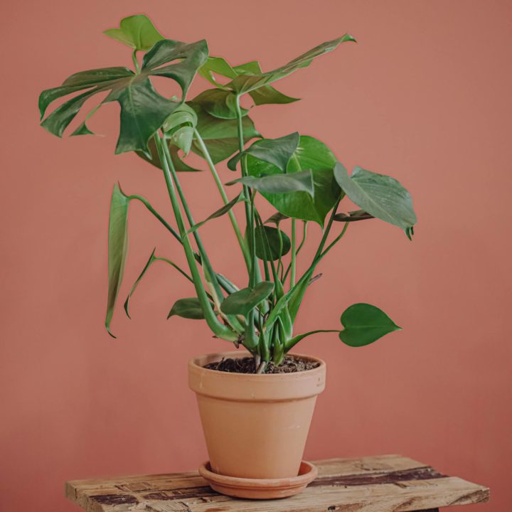 plante verte monstera deliciosa livraison paris fêtes des mères Saint Valentin