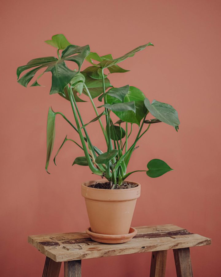 plante verte monstera deliciosa livraison paris fêtes des mères Saint Valentin