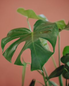 green plant monstera deliciosa delivery betting mothers' parties Valentine's Day