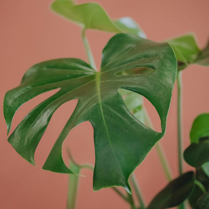 plante verte monstera deliciosa livraison paris fêtes des mères Saint Valentin