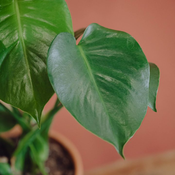 plante verte monstera deliciosa livraison paris fêtes des mères Saint Valentin