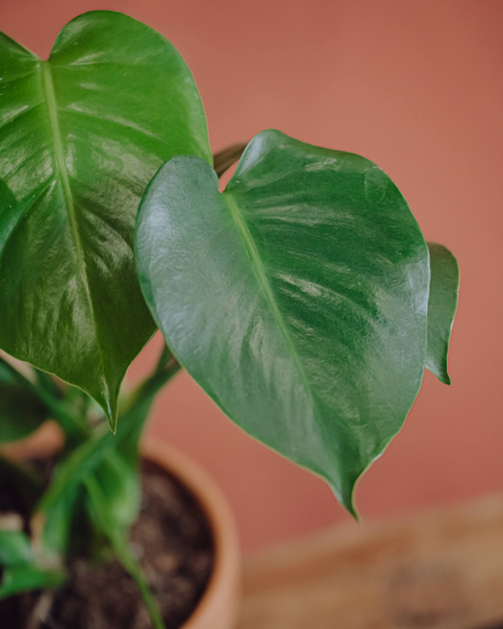 Plante verte Monstera Deliciosa, Reflets fleurs