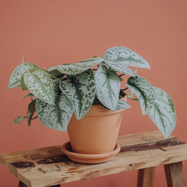 plante verte pothos livraison fêtes de mères Saint Valentin paris