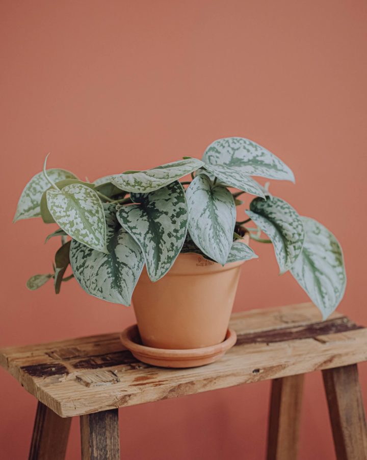 plante verte pothos livraison fêtes de mères Saint Valentin paris