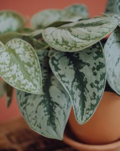 plante verte pothos livraison fêtes de mères Saint Valentin paris