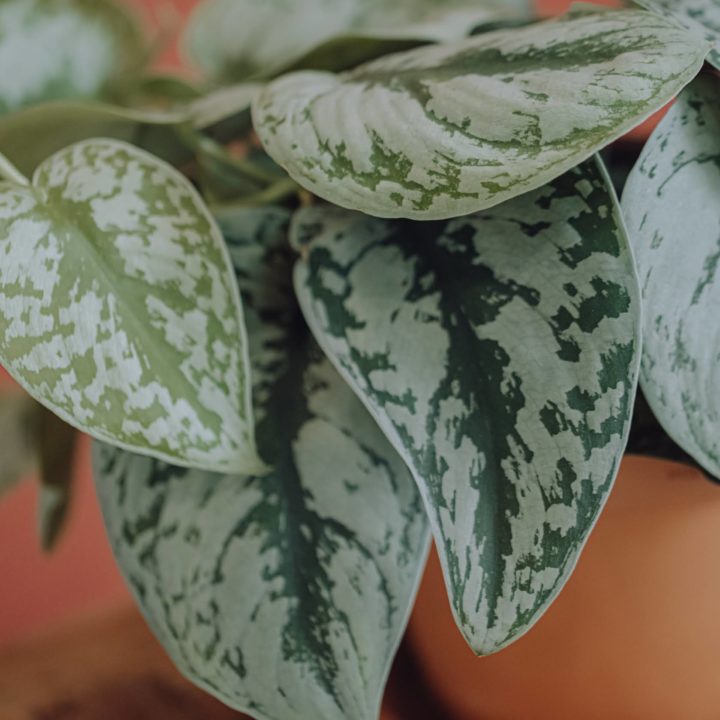 plante verte pothos livraison fêtes de mères Saint Valentin paris