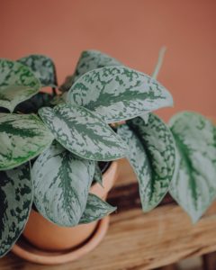 plante verte pothos livraison fêtes de mères Saint Valentin paris