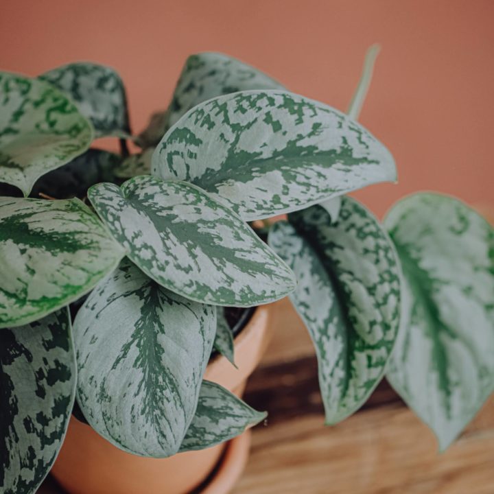 plante verte pothos livraison fêtes de mères Saint Valentin paris