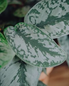 green plant pothos delivery mothers' parties Valentine's Day betting