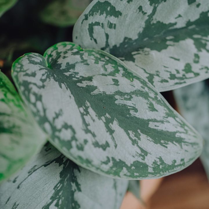 plante verte pothos livraison fêtes de mères Saint Valentin paris