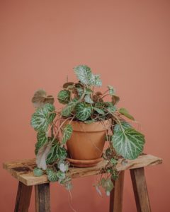 plante verte saxifrage stolonifera livraison fêtes de mères Saint Valentin paris