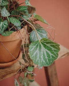 plante verte saxifrage stolonifera livraison fêtes de mères Saint Valentin paris