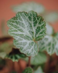 green plant saxifrage stolonifera delivery Mother's parties Valentine's Day betting