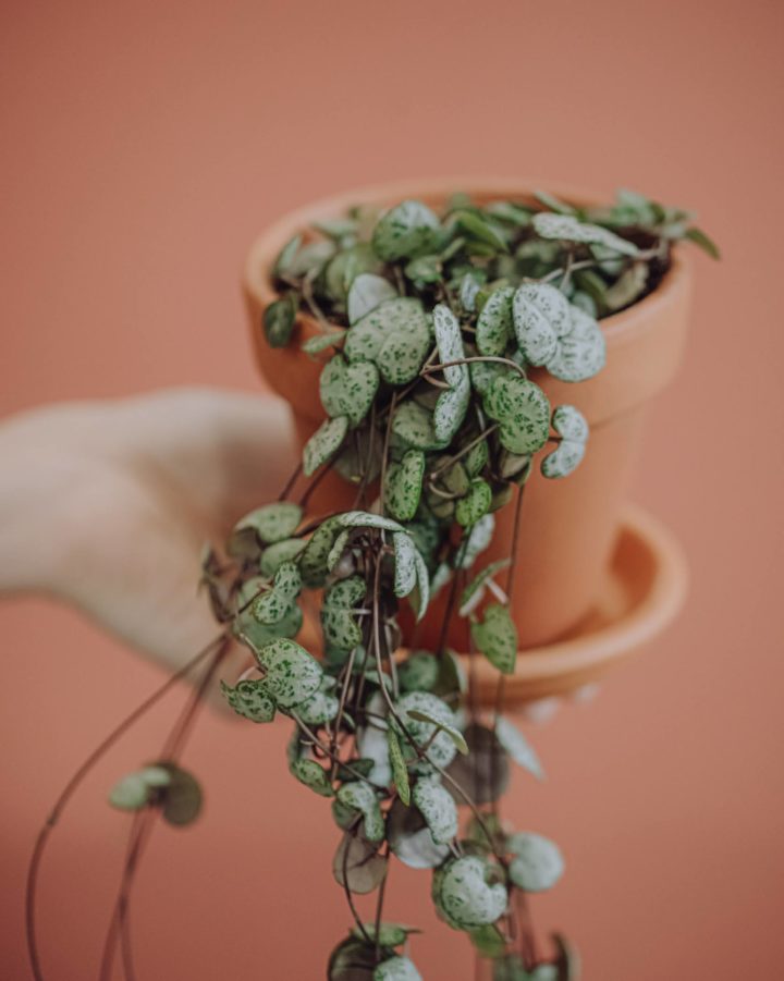 livraison plante verte ceropegia chaine de coeurs paris