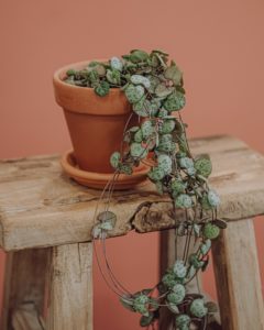 livraison plante verte ceropegia chaine de coeurs paris