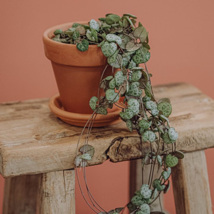 livraison plante verte ceropegia chaine de coeurs paris