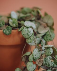 Delivery green plant ceropegia chain of betting hearts