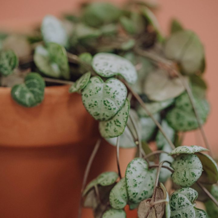 livraison plante verte ceropegia chaine de coeurs paris