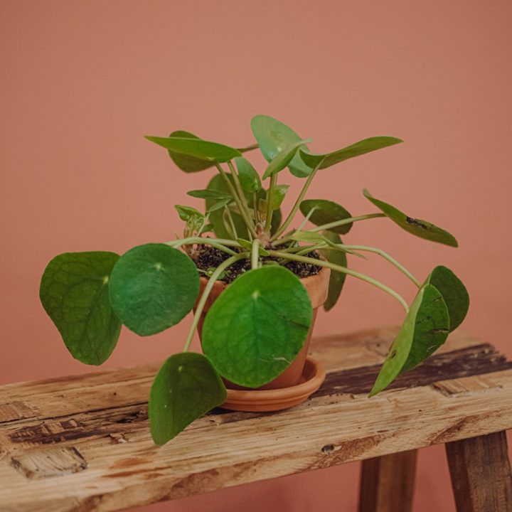 plante-verte-pilea-interieur-livraison paris-fêtes-des-meres-saint-valentin