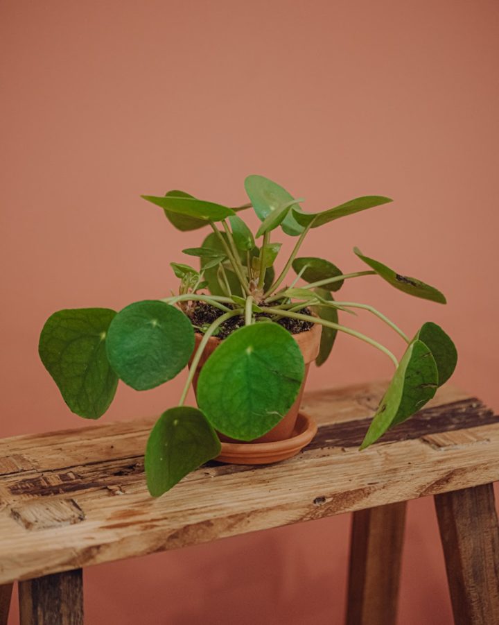 plante-verte-pilea-interieur-livraison paris-fêtes-des-meres-saint-valentin