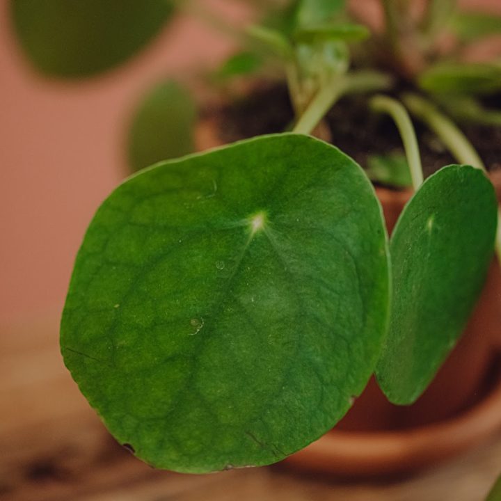 plante-verte-pilea-interieur-livraison paris-fêtes-des-meres-saint-valentin