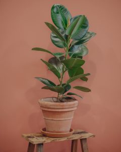 green plant ficus elastica delivery betting mothers' parties Valentine's Day