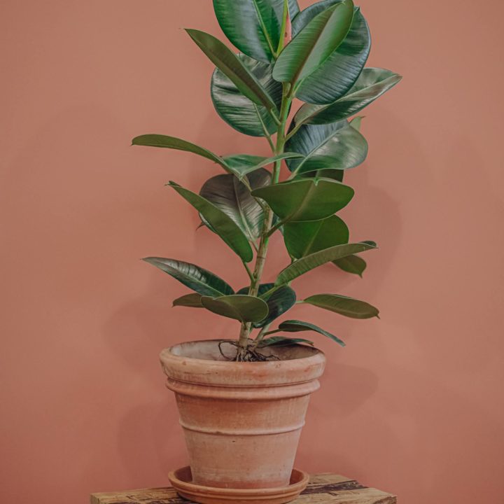 plante verte ficus elastica livraison paris fêtes des mères Saint Valentin