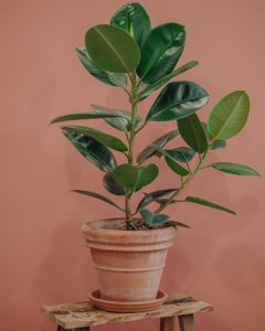 green plant ficus elastica delivery betting mothers' parties Valentine's Day