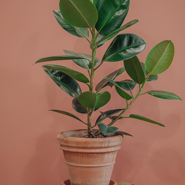 plante verte ficus elastica livraison paris fêtes des mères Saint Valentin