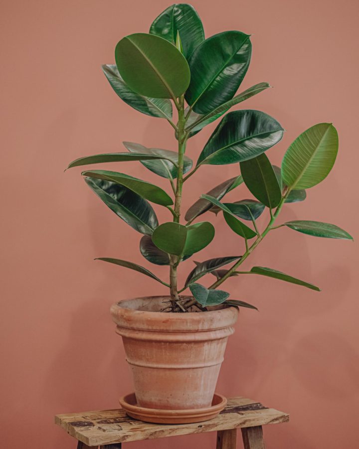 plante verte ficus elastica livraison paris fêtes des mères Saint Valentin