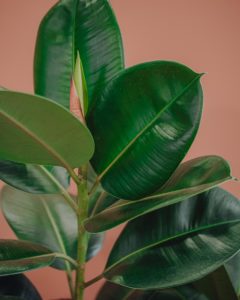 green plant ficus elastica delivery betting mothers' parties Valentine's Day