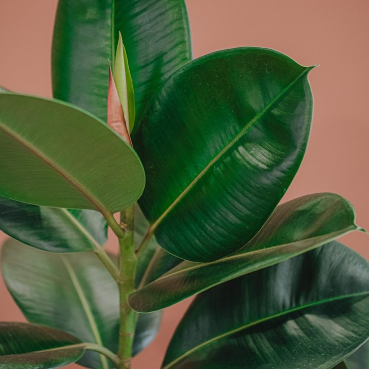 plante verte ficus elastica livraison paris fêtes des mères Saint Valentin