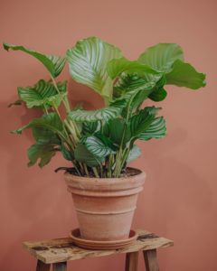 calathea green indoor plant delivery betting mothers' parties Valentine's Day