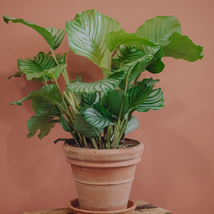 calathea plante verte d'intérieur livraison paris fêtes des mères Saint Valentin