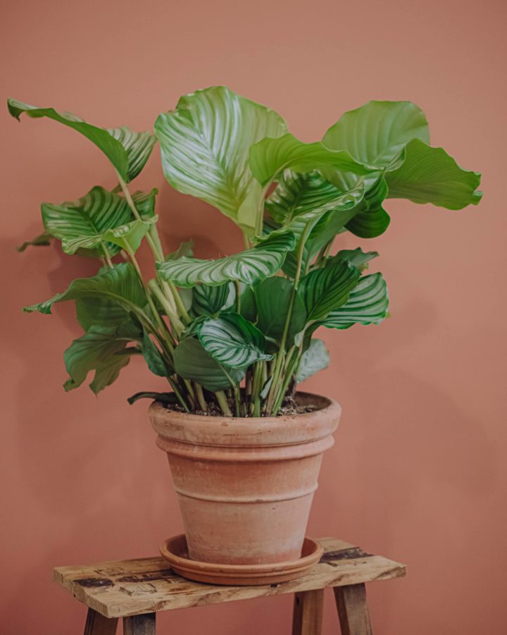 calathea plante verte d'intérieur livraison paris fêtes des mères Saint Valentin