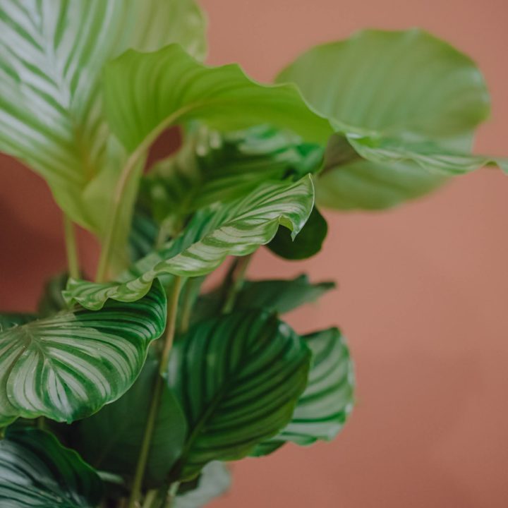 calathea plante verte d'intérieur livraison paris fêtes des mères Saint Valentin