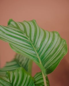 calathea plante verte d'intérieur livraison paris fêtes des mères Saint Valentin
