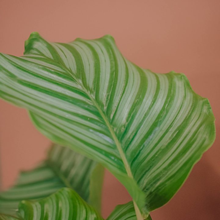 calathea plante verte d'intérieur livraison paris fêtes des mères Saint Valentin