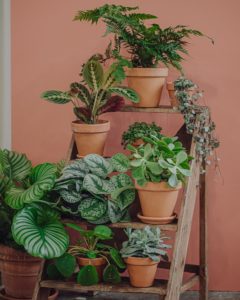 calathea plante verte d'intérieur livraison paris fêtes des mères Saint Valentin