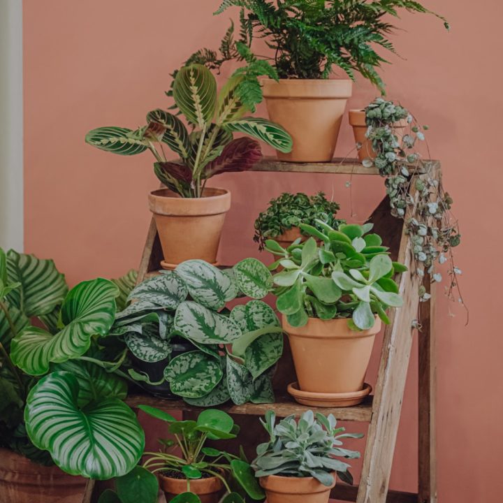 plante-verte-pilea-interieur-livraison paris-fêtes-des-meres-saint-valentin