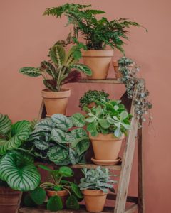 livraison plante verte ceropegia chaine de coeurs paris